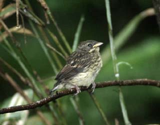 �A�I�W�@��