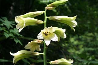 �I�I�E�o����