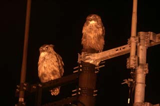 �V�}�t�N���E